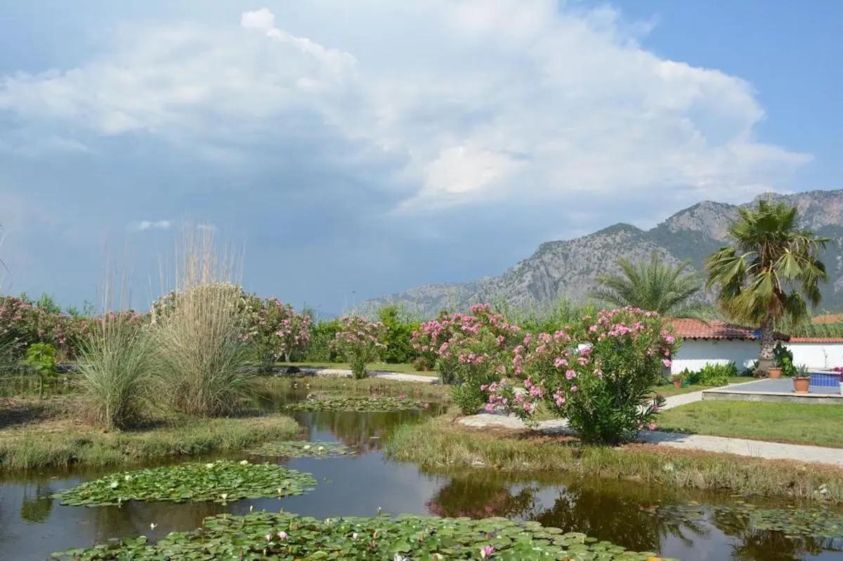 Pond